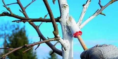 Kako obraditi krušku u proljeće, od štetočina i bolesti, ljetna rezidba